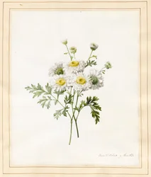Chrysanthemum Parthenium (Fieberkraut), 1831